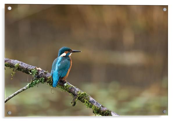 Kingfisher Acrylic by Andrew Richards