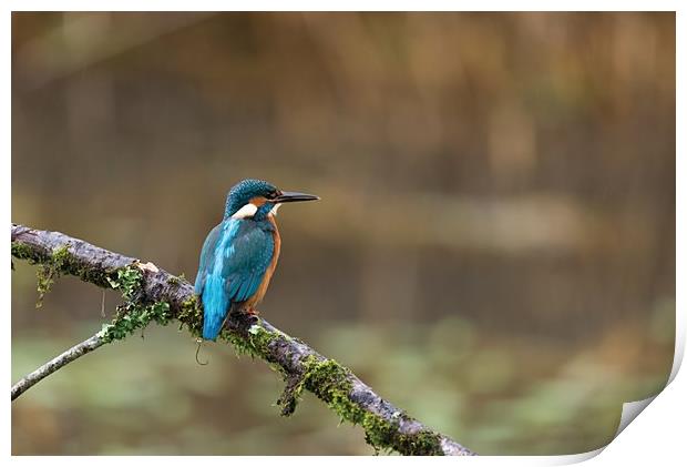 Kingfisher Print by Andrew Richards