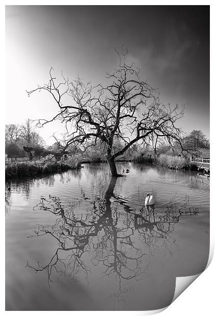 A natural reflection Print by Andrew Richards