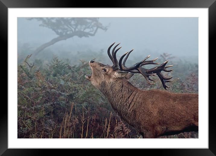 Red Deer Stag  Framed Mounted Print by Val Saxby LRPS