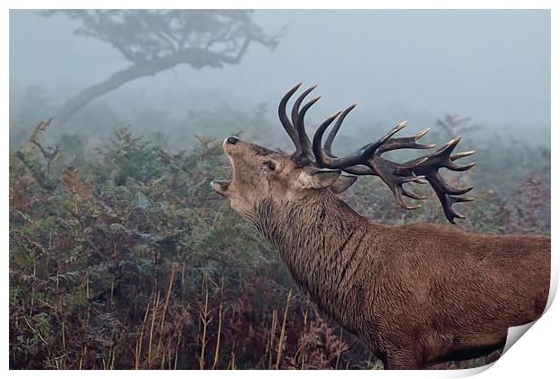 Red Deer Stag  Print by Val Saxby LRPS