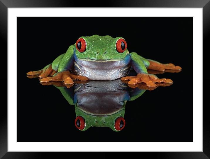 Red Eye Tree frog Framed Mounted Print by Val Saxby LRPS