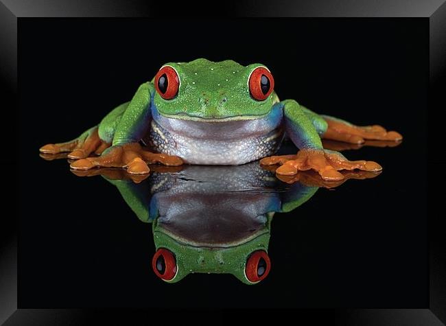 Red Eye Tree frog Framed Print by Val Saxby LRPS