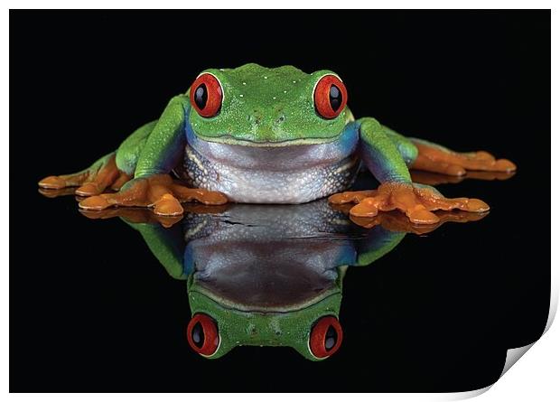 Red Eye Tree frog Print by Val Saxby LRPS