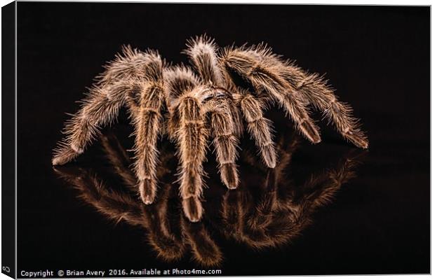 Reflections of a Spider Canvas Print by Brian Avery