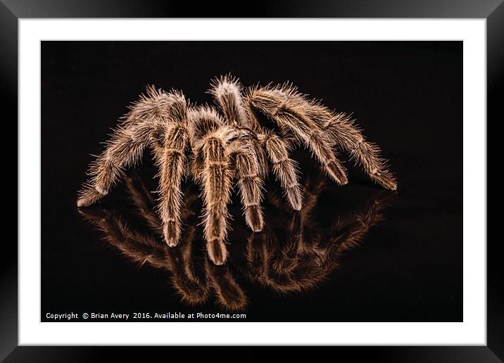 Reflections of a Spider Framed Mounted Print by Brian Avery