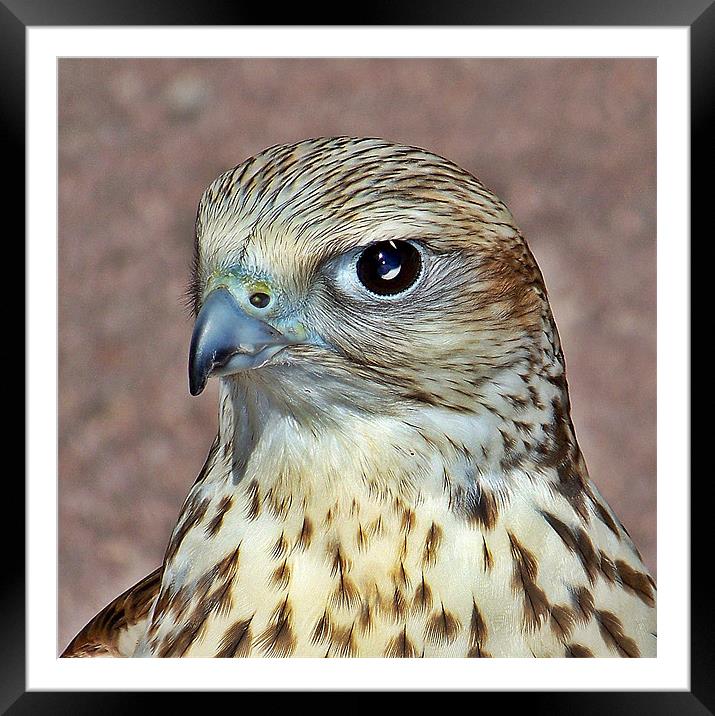 Saker Falcon. Framed Mounted Print by Aj’s Images