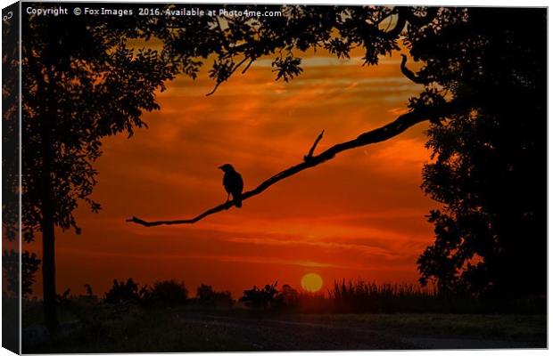 crow at dusk Canvas Print by Derrick Fox Lomax