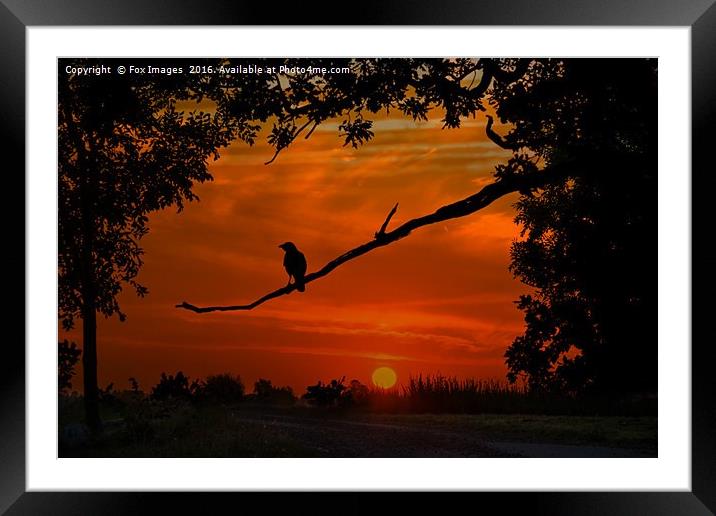 crow at dusk Framed Mounted Print by Derrick Fox Lomax