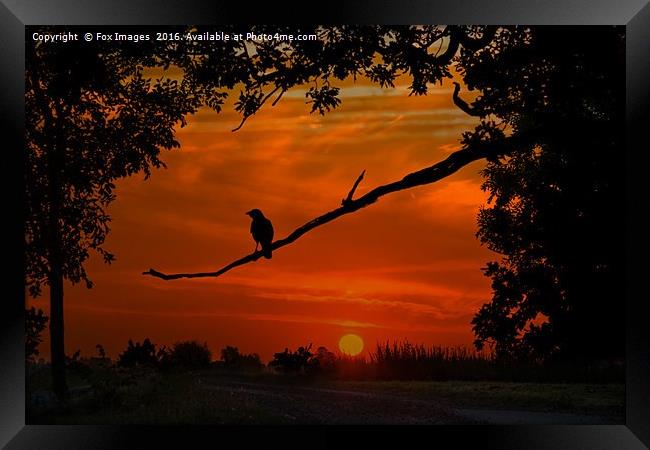 crow at dusk Framed Print by Derrick Fox Lomax