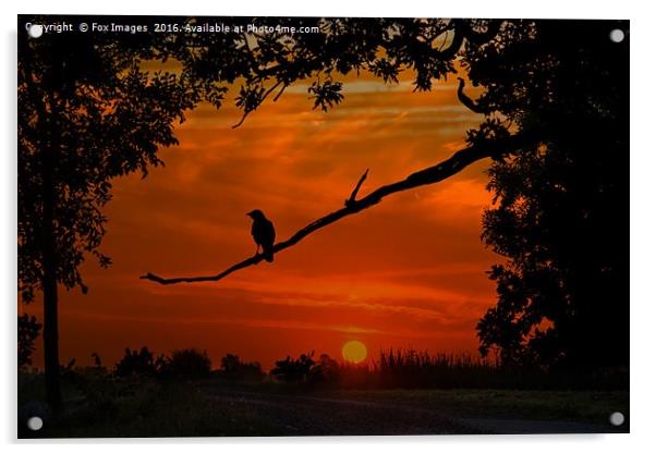 crow at dusk Acrylic by Derrick Fox Lomax