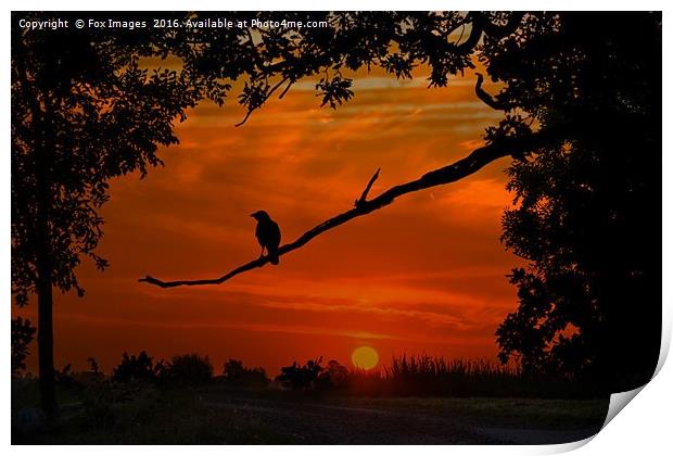 crow at dusk Print by Derrick Fox Lomax