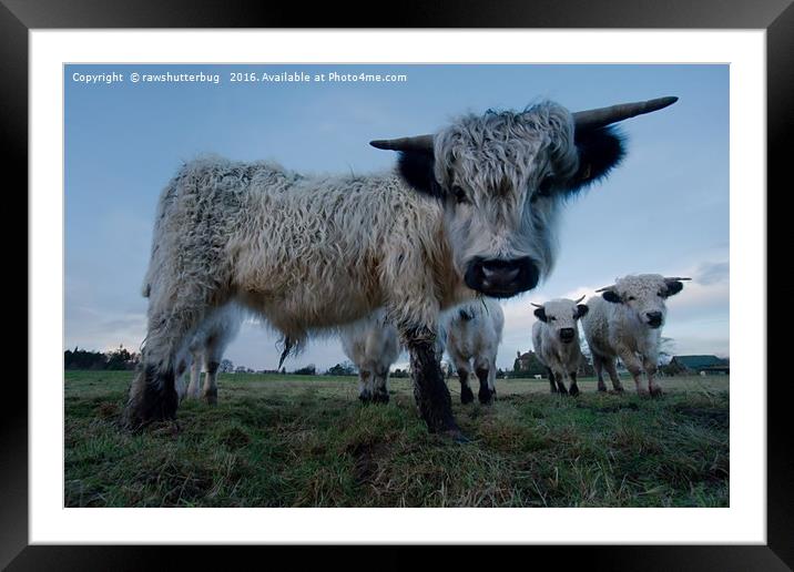 Inquisitive White High Park Cow Framed Mounted Print by rawshutterbug 