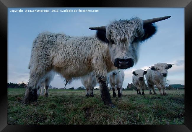 Inquisitive White High Park Cow Framed Print by rawshutterbug 
