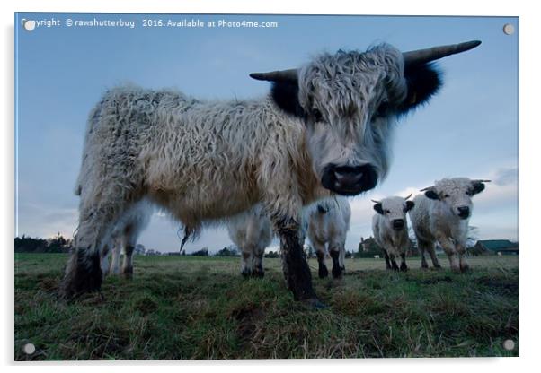 Inquisitive White High Park Cow Acrylic by rawshutterbug 