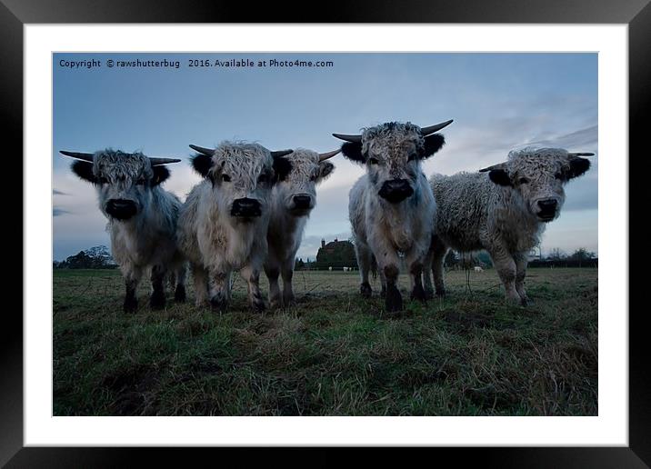 White High Park Cow Herd Framed Mounted Print by rawshutterbug 