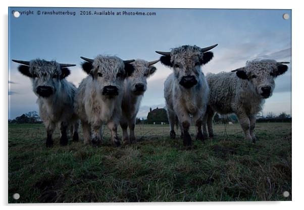 White High Park Cow Herd Acrylic by rawshutterbug 