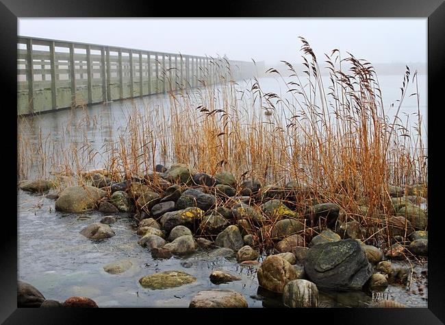 Misty Lakeside Framed Print by David McCulloch