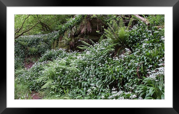 Wild garlic welsh woodland 8833 Framed Mounted Print by simon powell