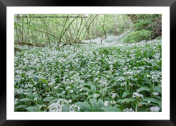 Wild garlic welsh woodland 8845 Framed Mounted Print by simon powell