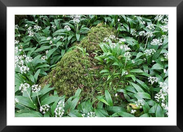 white green mossy rock 8857 Framed Mounted Print by simon powell