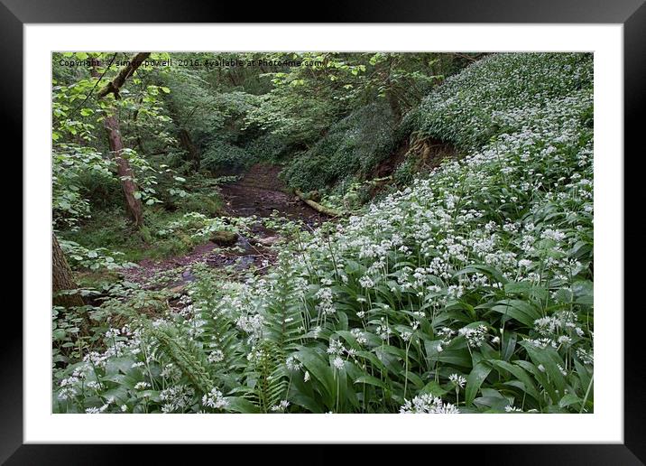 woodland stream wild garlic 8883 Framed Mounted Print by simon powell