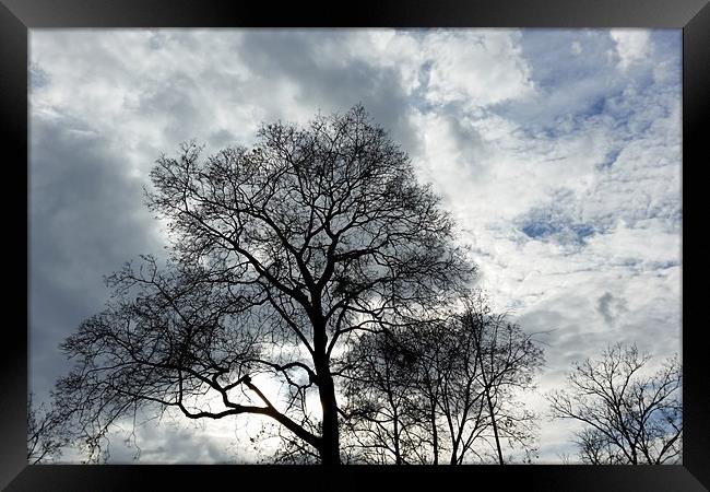 clouds and branches Framed Print by Marinela Feier
