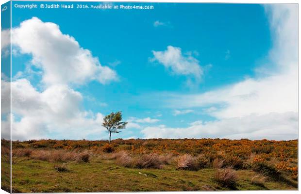 Lone Tree On The Moor Canvas Print by Judith Head