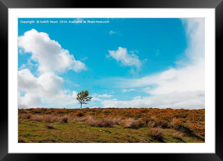 Lone Tree On The Moor Framed Mounted Print by Judith Head