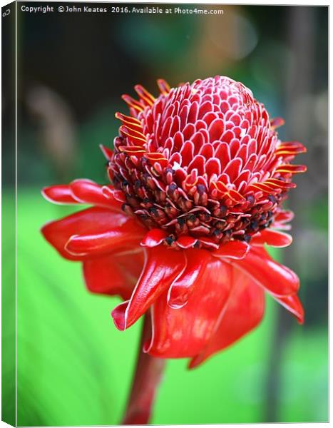 The red flower of a Ginger plant 'Red Torch' (Etli Canvas Print by John Keates