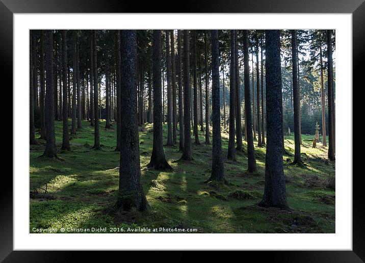 Trees ad Light in Thueringer Wald Framed Mounted Print by Christian Dichtl