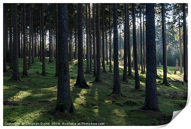 Trees ad Light in Thueringer Wald Print by Christian Dichtl