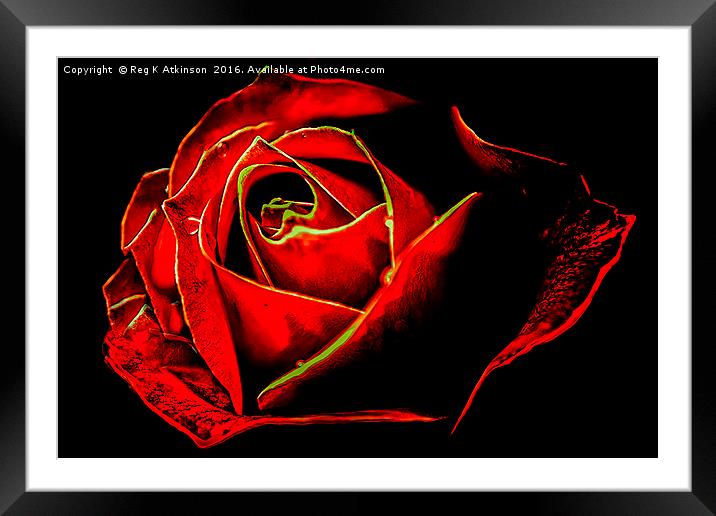 Sue's Rose Framed Mounted Print by Reg K Atkinson