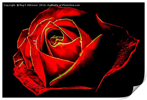 Sue's Rose Print by Reg K Atkinson