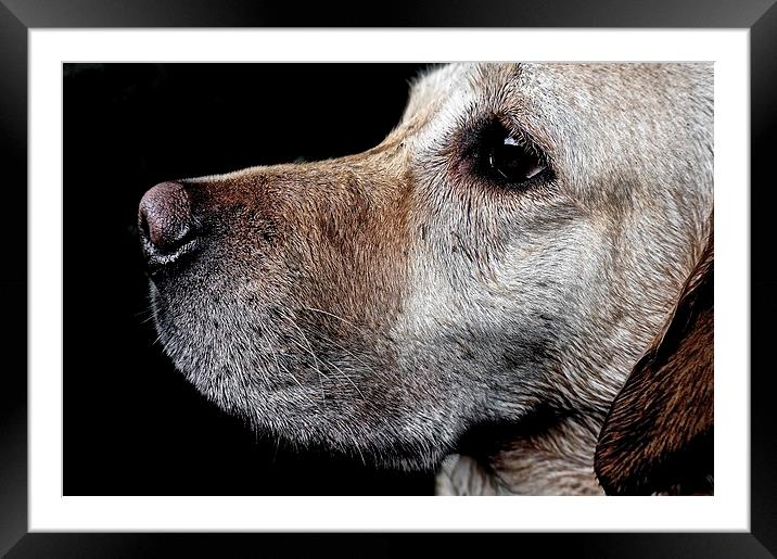 Golden Labradors Face                              Framed Mounted Print by Sue Bottomley