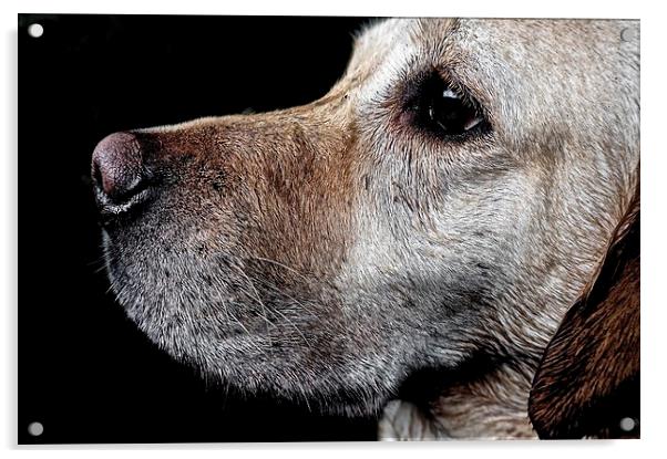 Golden Labradors Face                              Acrylic by Sue Bottomley