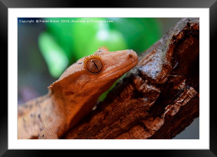 Crested Gecko - Happy Chappy! Framed Mounted Print by Kieren Brown