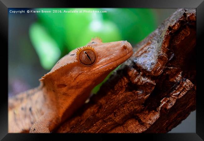 Crested Gecko - Happy Chappy! Framed Print by Kieren Brown