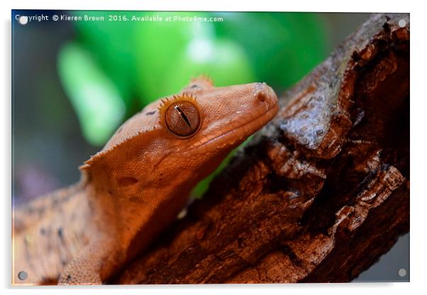 Crested Gecko - Happy Chappy! Acrylic by Kieren Brown