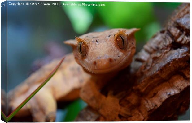 Crested Gecko - Smiles all round Canvas Print by Kieren Brown