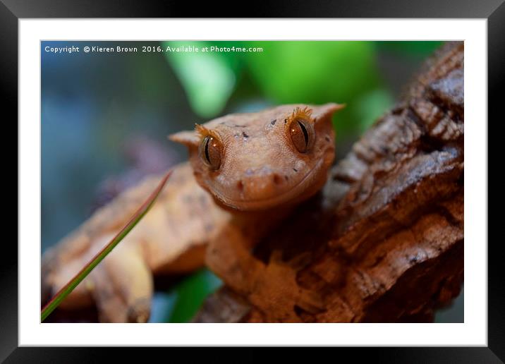 Crested Gecko - Smiles all round Framed Mounted Print by Kieren Brown