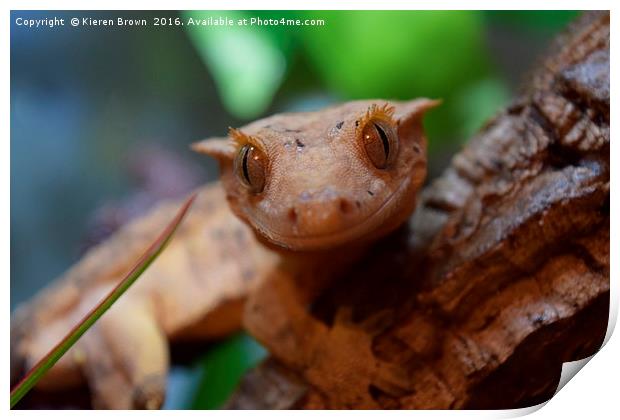 Crested Gecko - Smiles all round Print by Kieren Brown