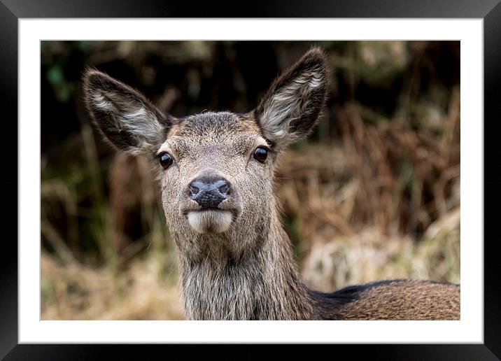 Deer Framed Mounted Print by Sam Smith