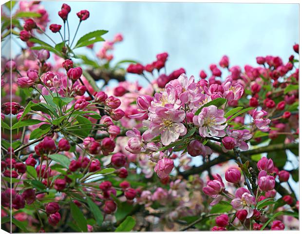 Blossom Canvas Print by Victor Burnside