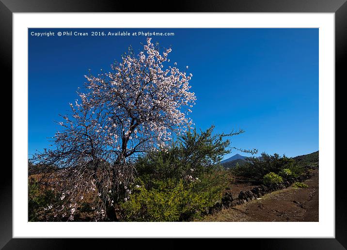 Almond blossom. Framed Mounted Print by Phil Crean