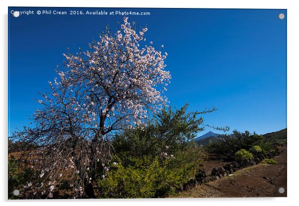 Almond blossom. Acrylic by Phil Crean