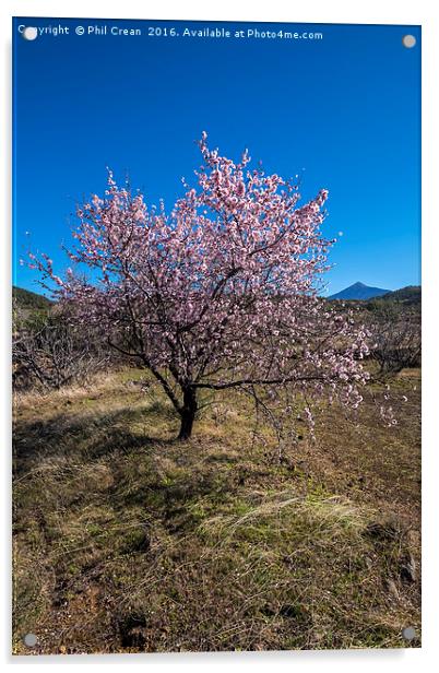 Almond blossom. Acrylic by Phil Crean