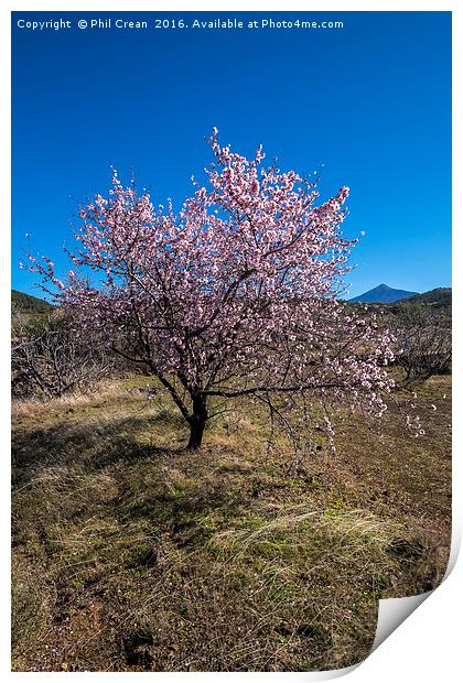 Almond blossom. Print by Phil Crean