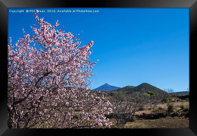 Almond blossom. Framed Print by Phil Crean