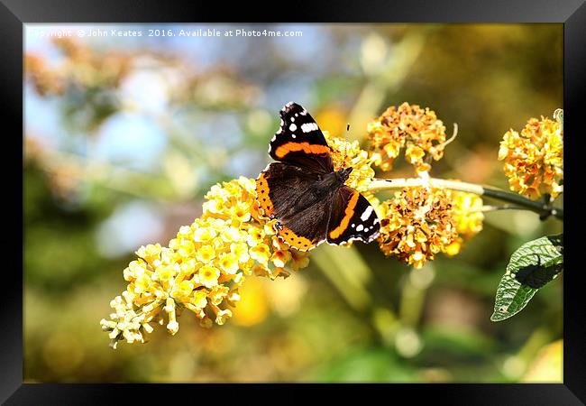 A Red Admiral butterfly on a Yellow Buddleja Framed Print by John Keates